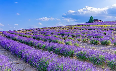 紫語花境・北海道